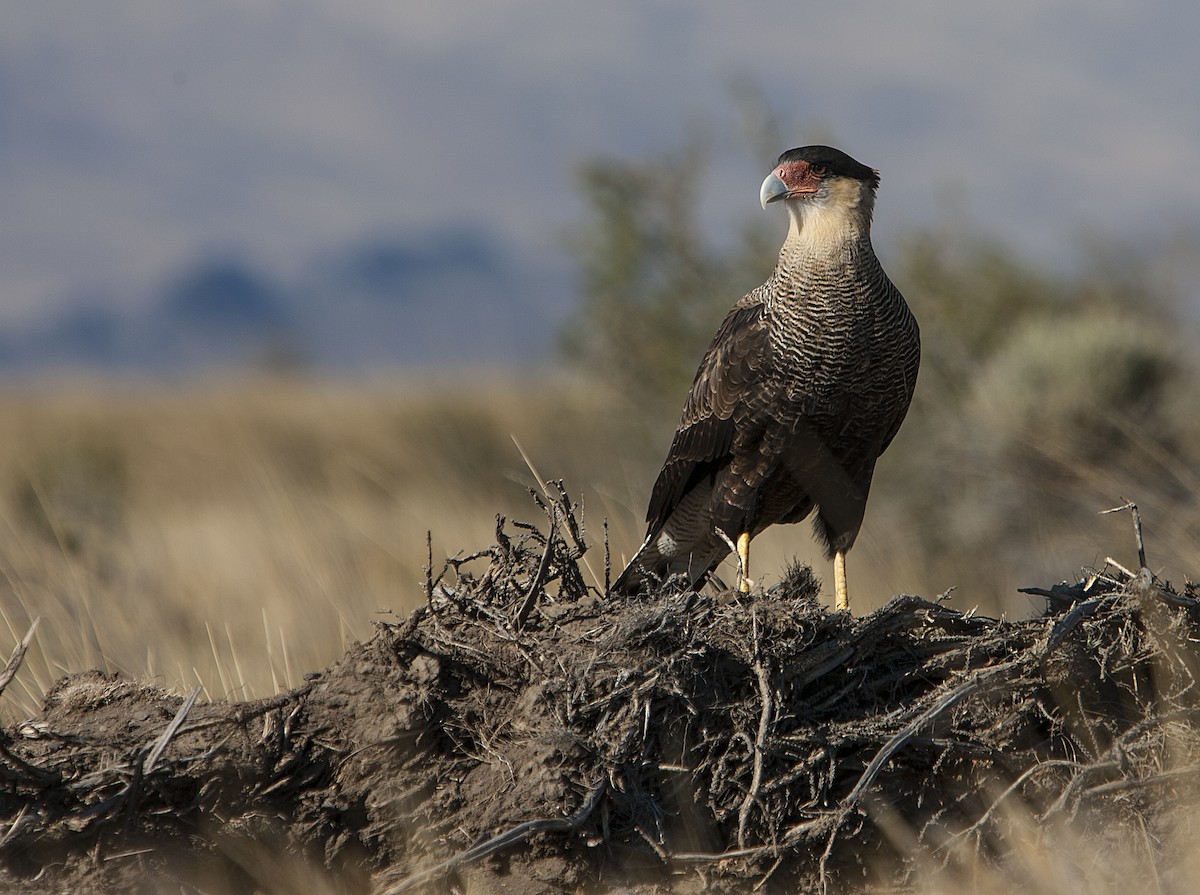 Crested Caracara (Southern) - ML34243591