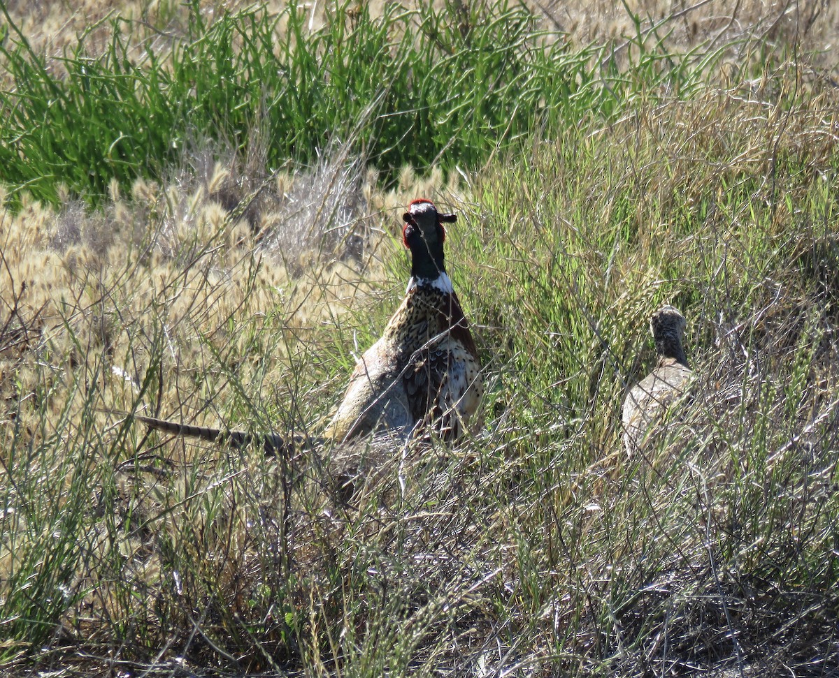 Ring-necked Pheasant - George Chrisman