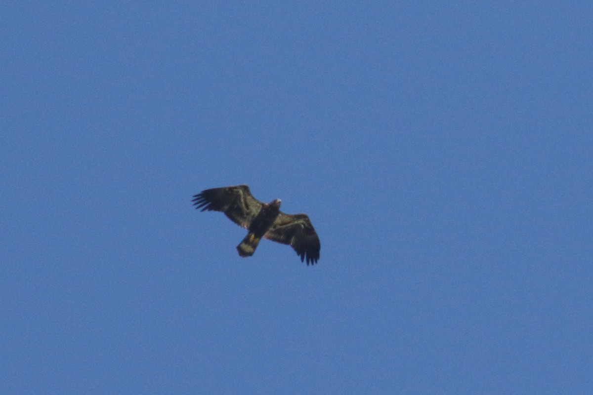 Bald Eagle - ML34243691