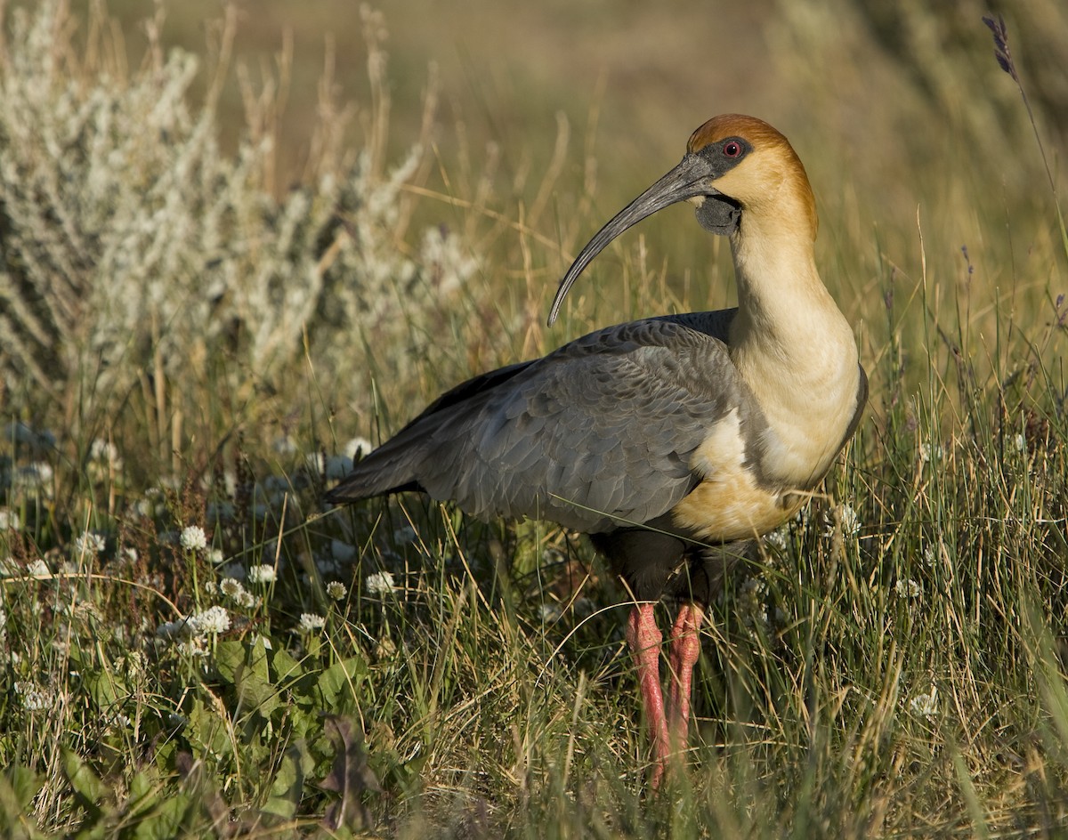 Black-faced Ibis - ML34243781