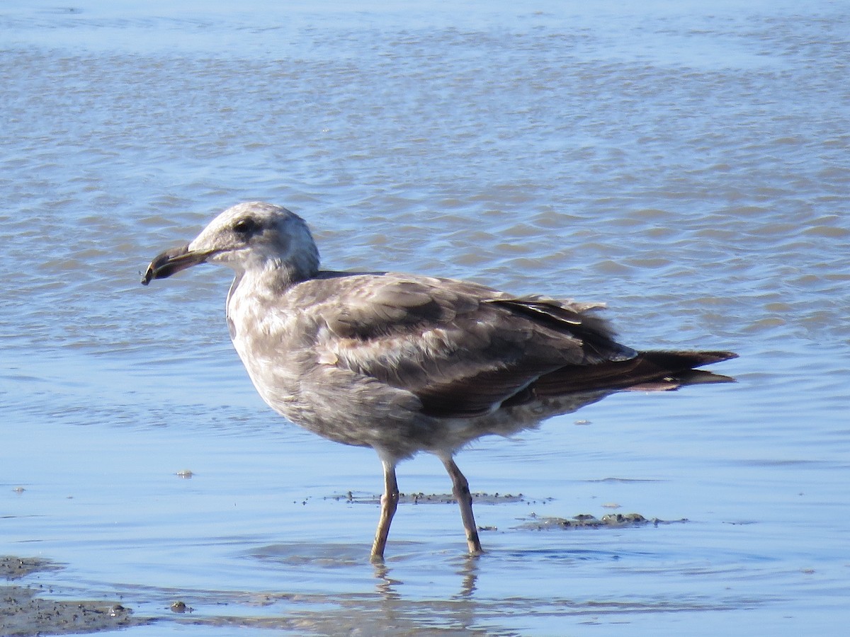 Western Gull - ML342438251