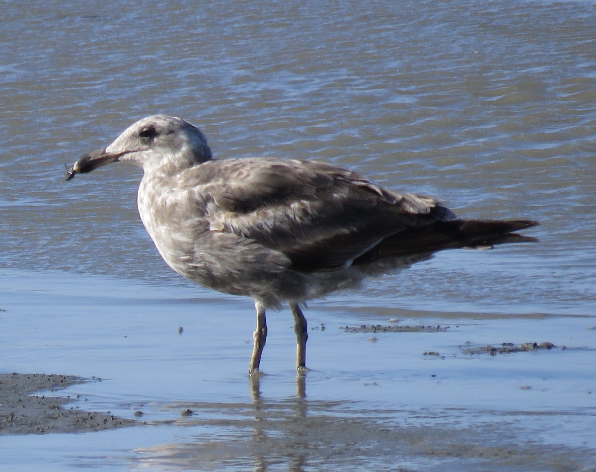 Goéland d'Audubon - ML342438261