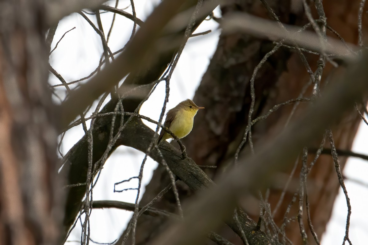 Melodious Warbler - ML342439261