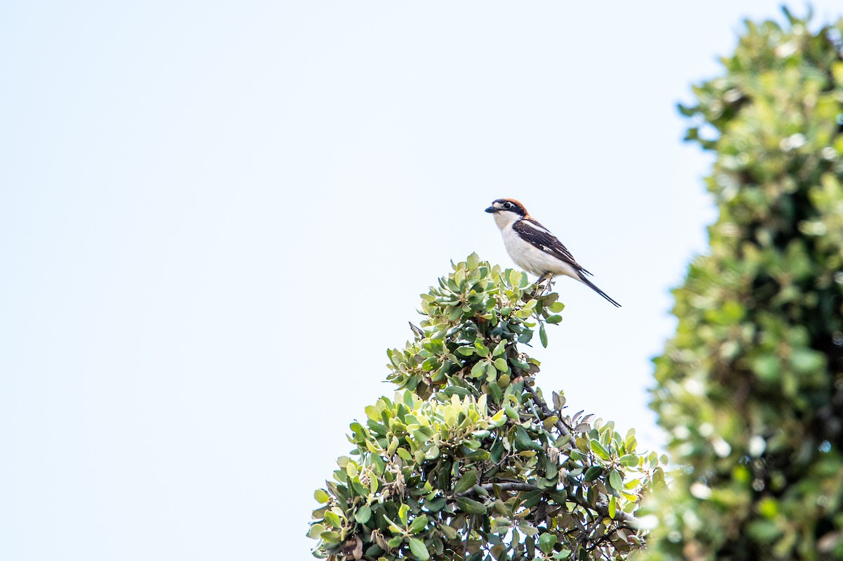 Woodchat Shrike - ML342439321