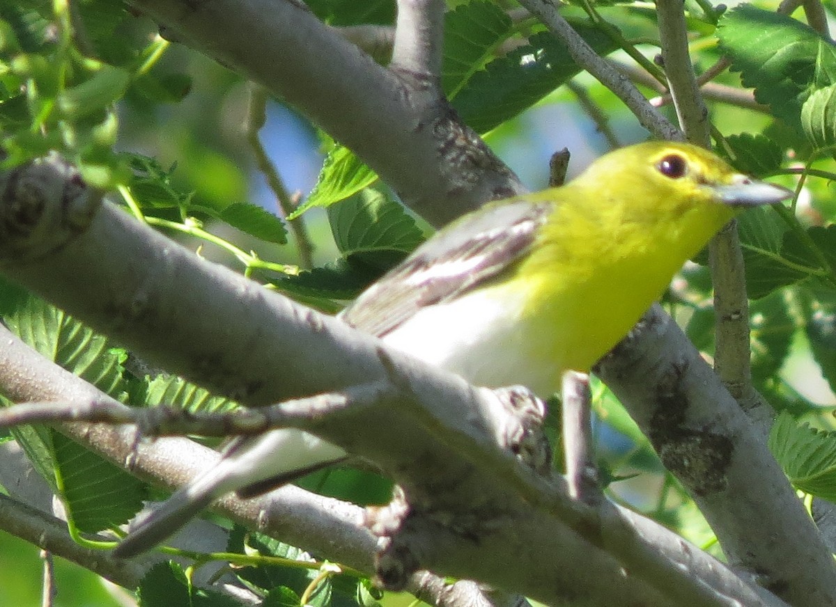 Yellow-throated Vireo - ML342441391