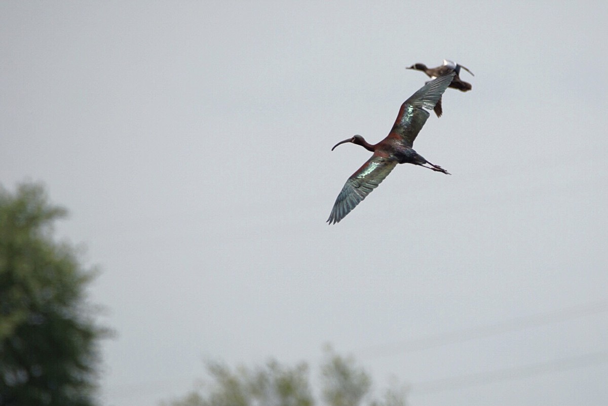 White-faced Ibis - ML342442001