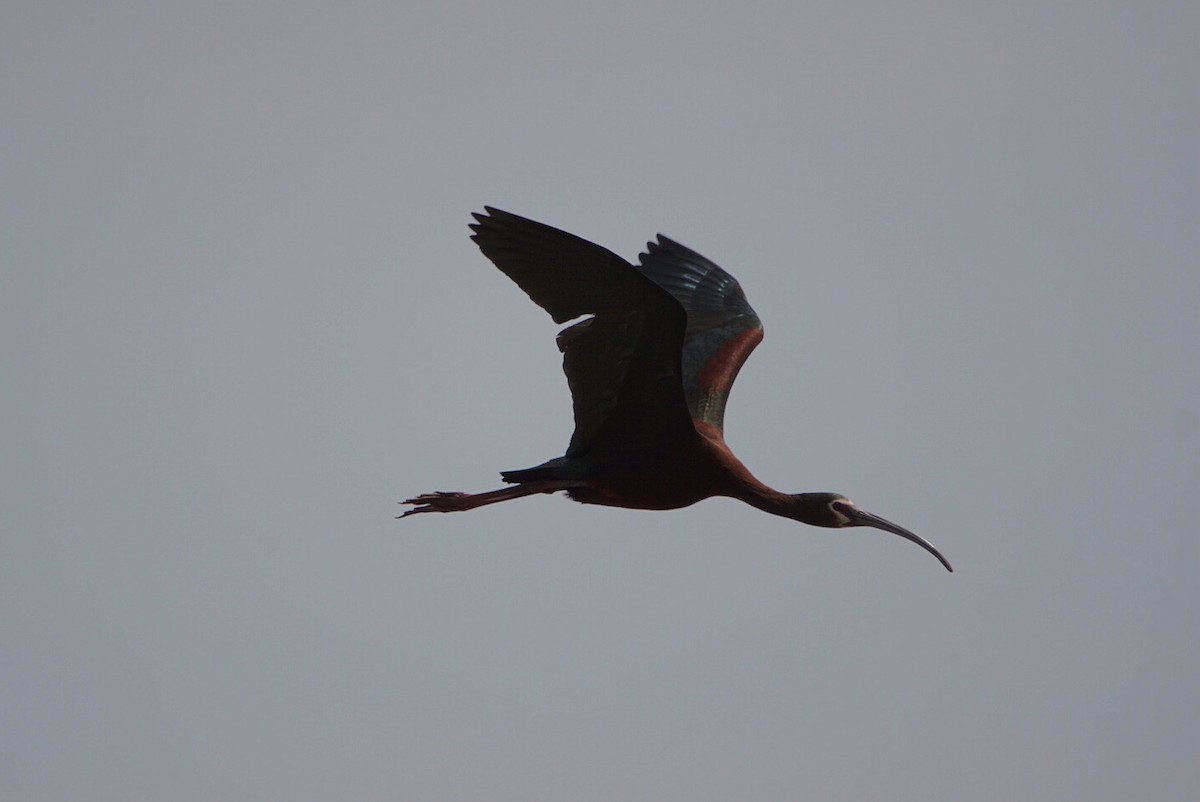 White-faced Ibis - ML342442011