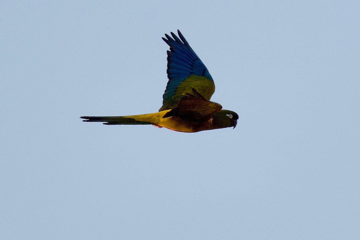 Скальный попугай (patagonus/conlara) - ML342443131