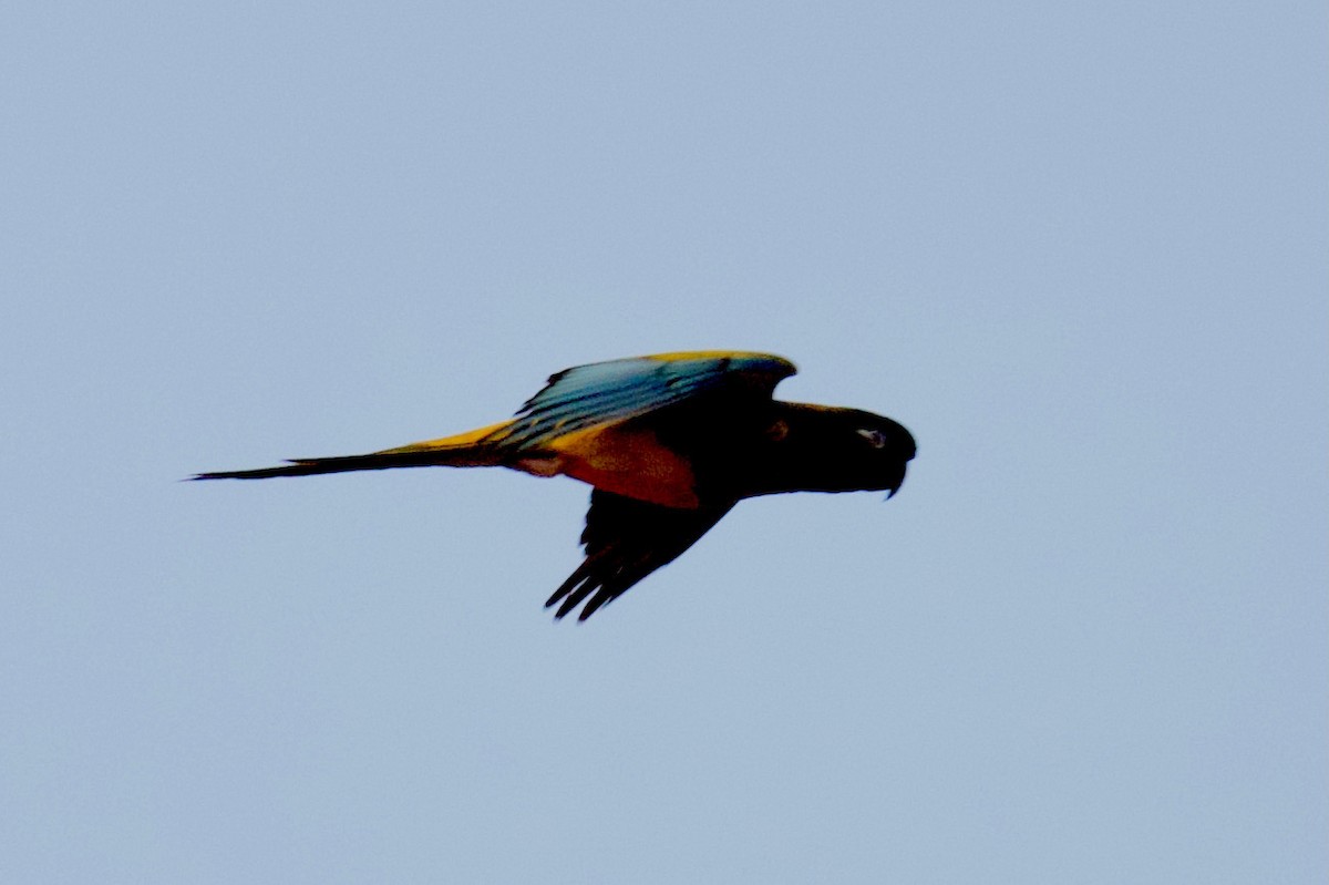 Скальный попугай (patagonus/conlara) - ML342443371