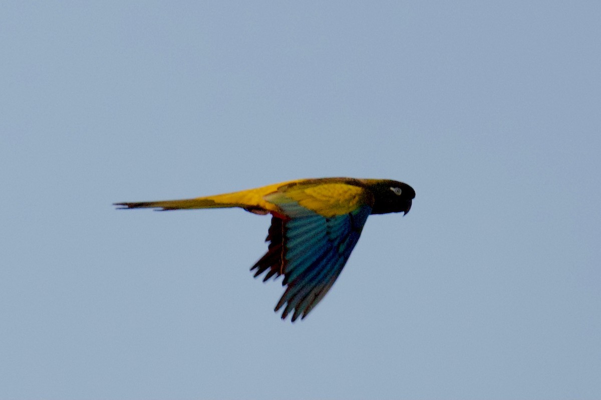 arara patagonský (ssp. patagonus/conlara) - ML342443381