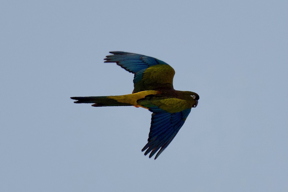 Скальный попугай (patagonus/conlara) - ML342443731