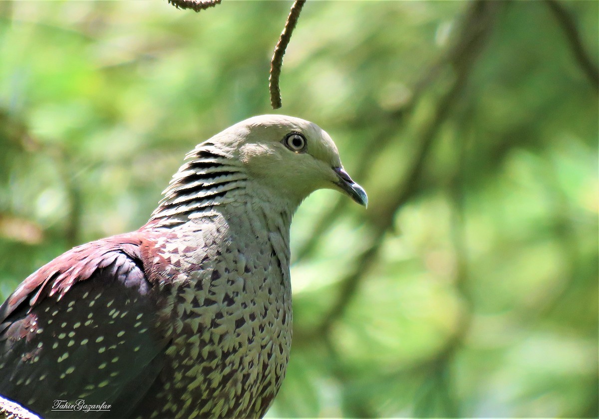 Speckled Wood-Pigeon - ML342443801