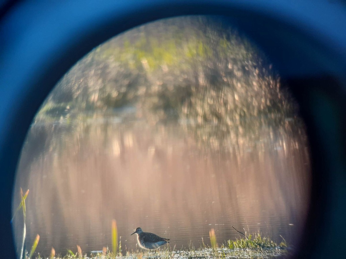 Wood Sandpiper - ML342445791