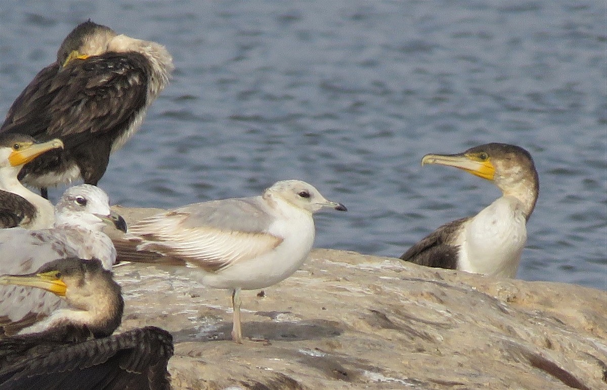 Common Gull - ML342446051