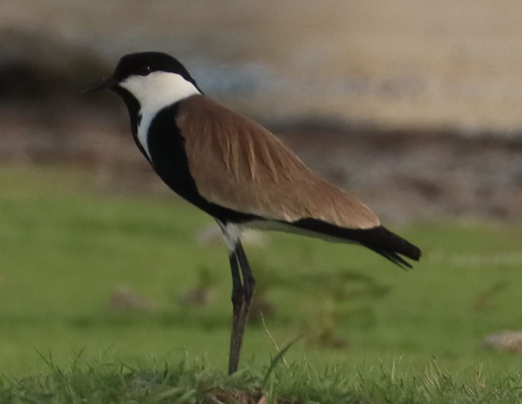 Spur-winged Lapwing - ML342446751