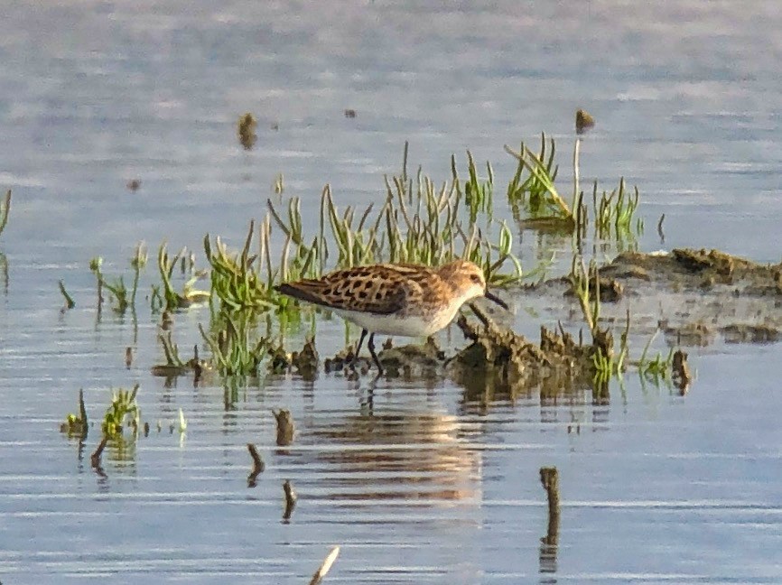 Little Stint - ML342447611