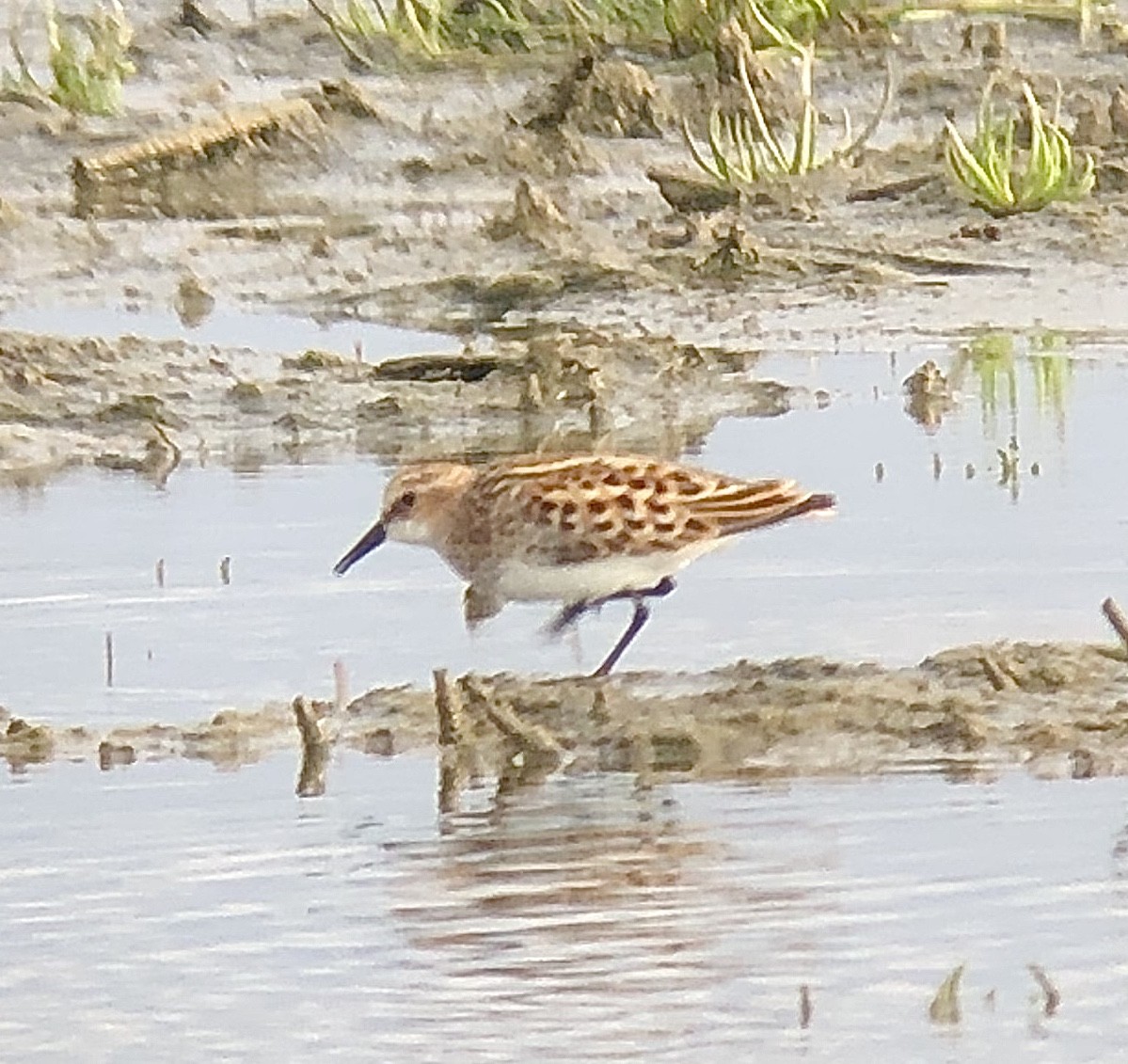 Little Stint - ML342447621