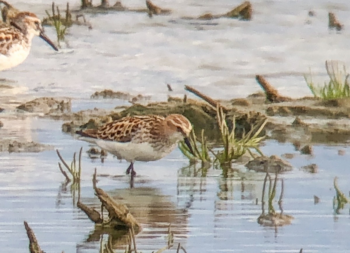 Little Stint - ML342447761