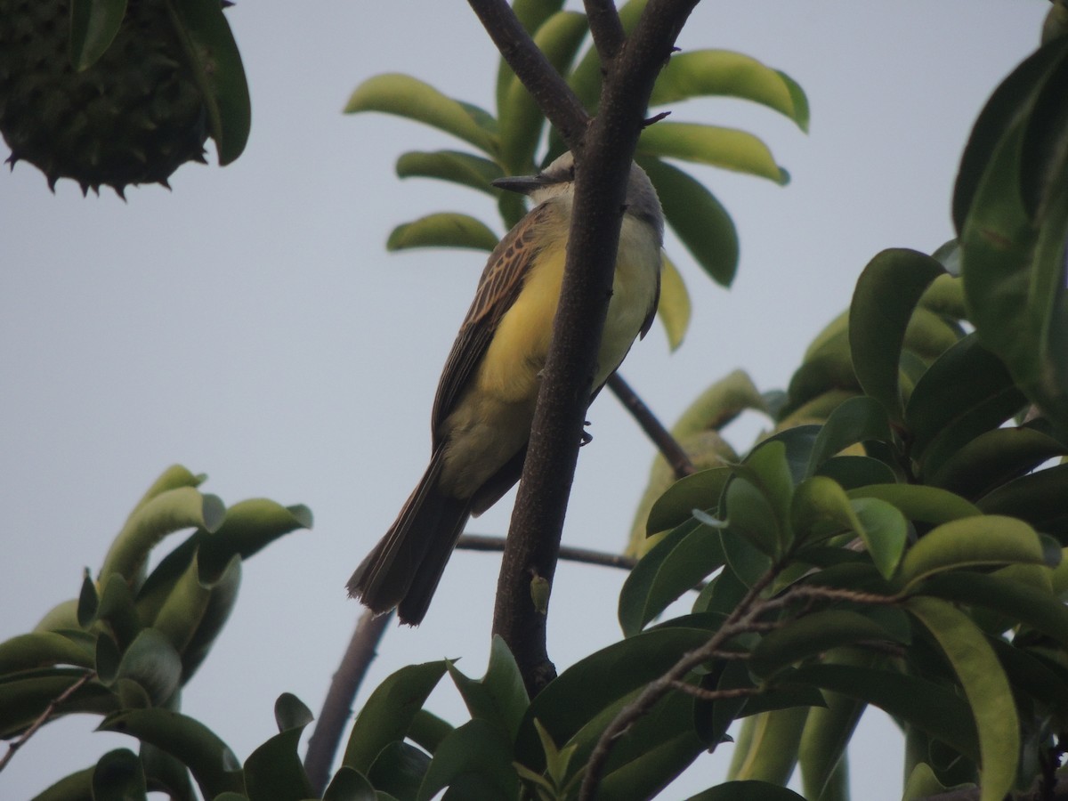 Tropical Kingbird - ML342448131
