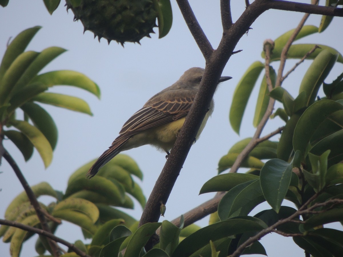 Tropical Kingbird - ML342448141