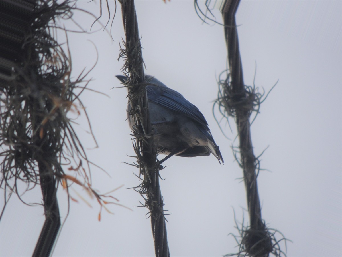 Blue-gray Tanager - ML342448761
