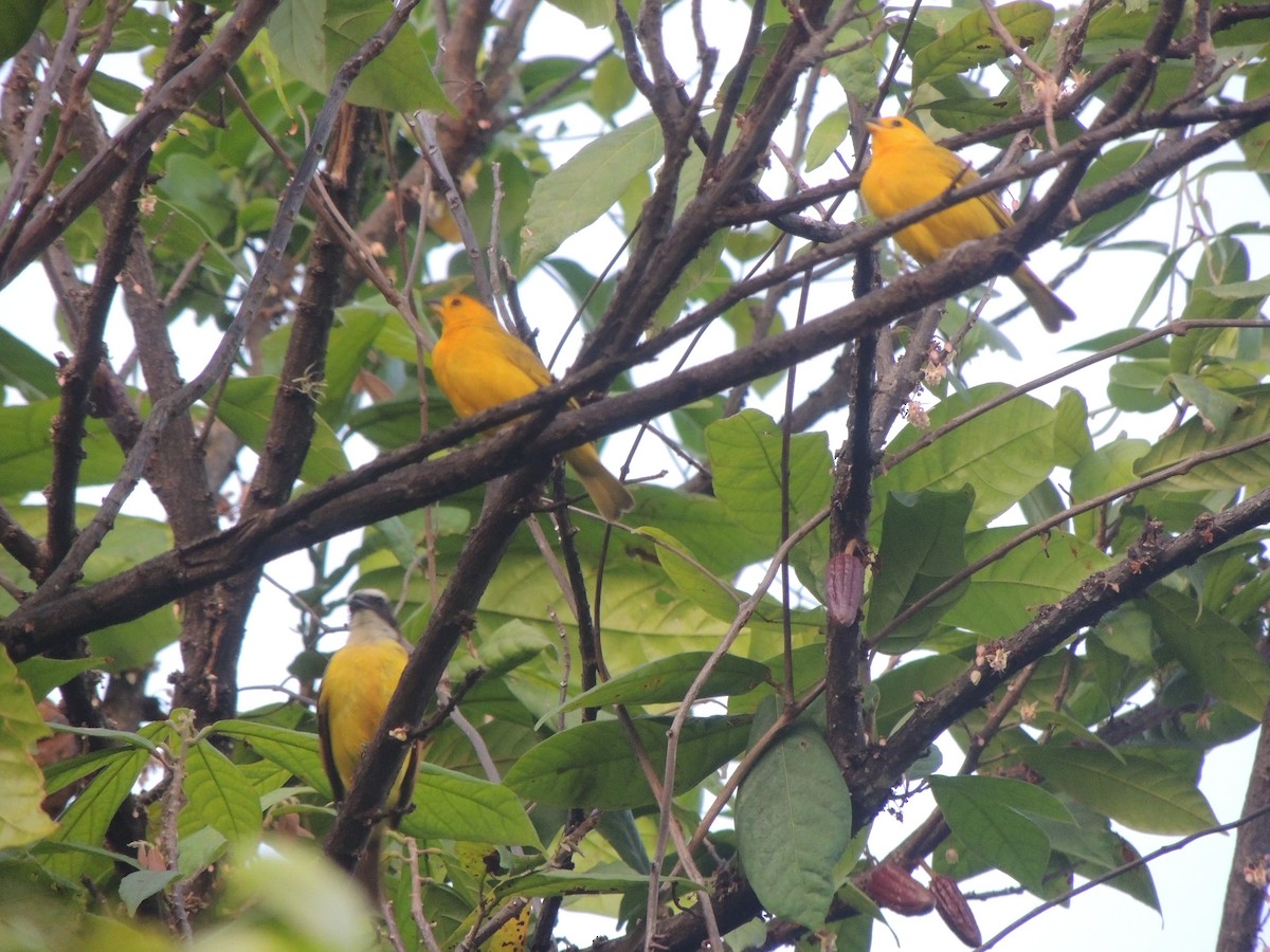 Saffron Finch - ML342449101