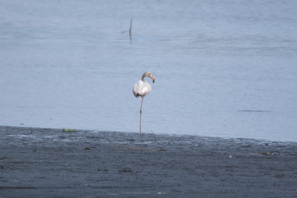 Flamant rose - ML342449261