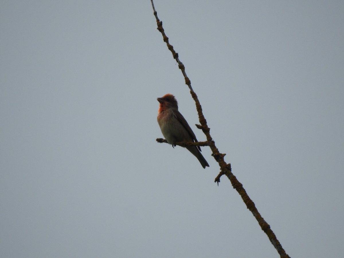 Common Rosefinch - ML342449721