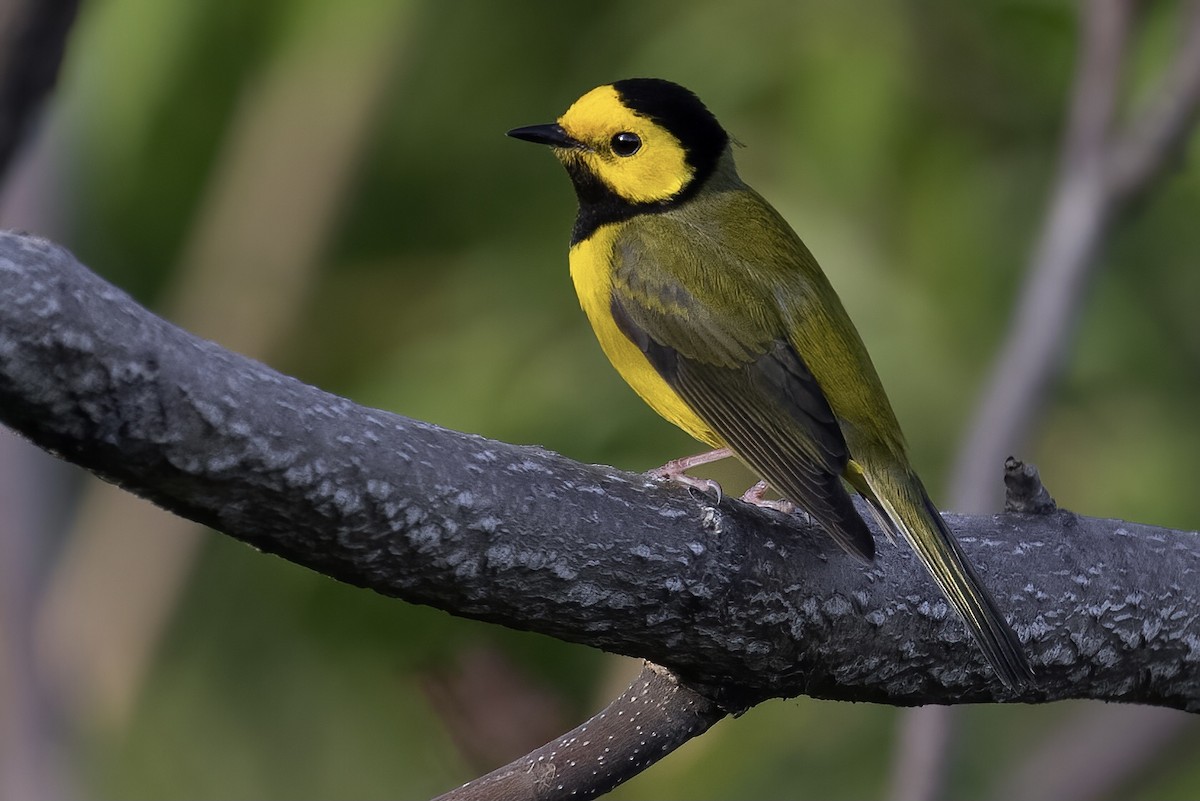 Hooded Warbler - ML342449741