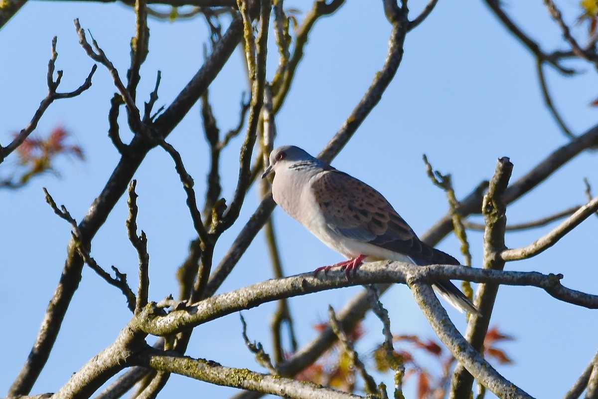 European Turtle-Dove - ML342450241