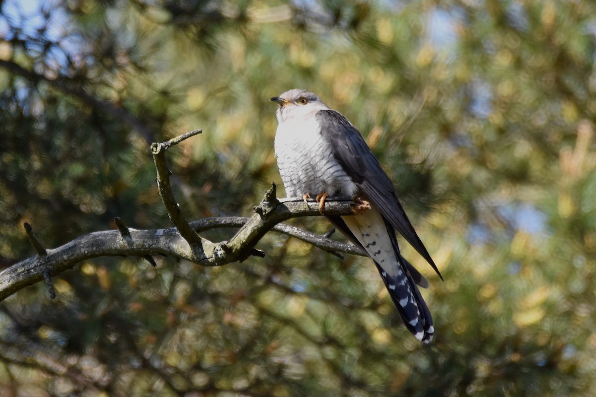 Common Cuckoo - ML342450631