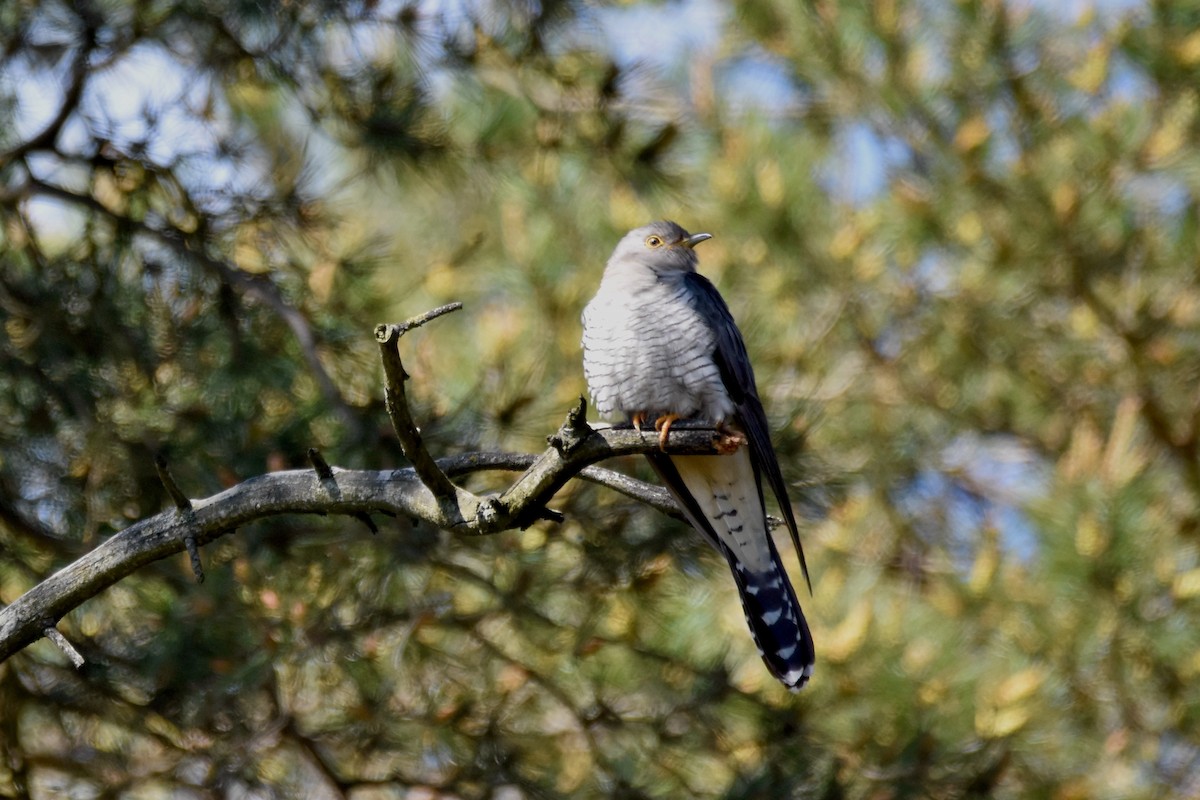 Common Cuckoo - ML342450641