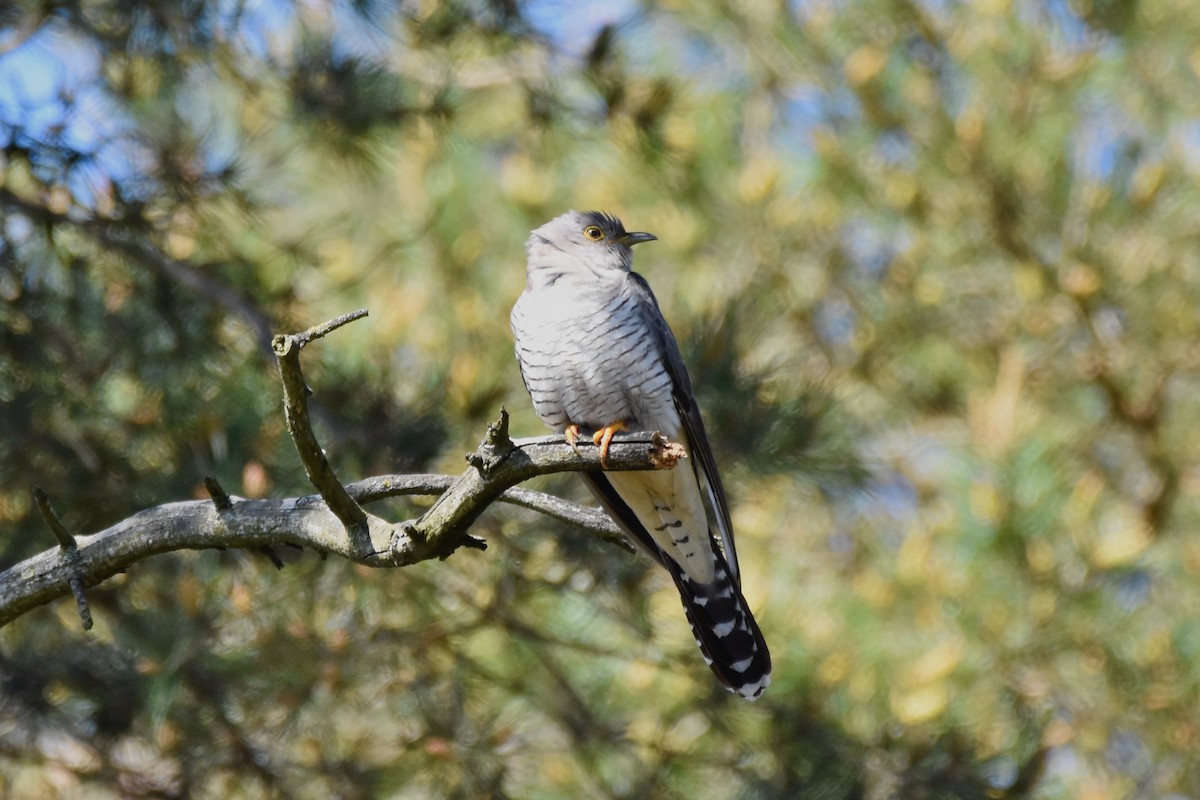 Common Cuckoo - ML342450651