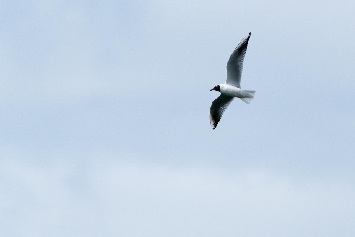 Mouette rieuse - ML342452021