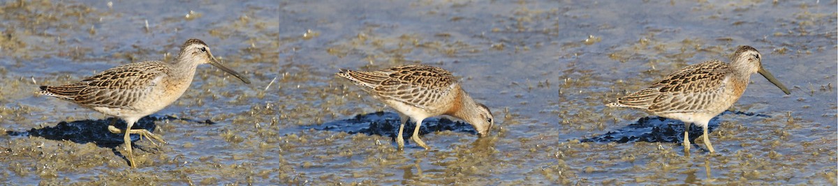 Short-billed Dowitcher - ML34245241