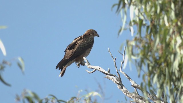 Whistling Kite - ML342453001