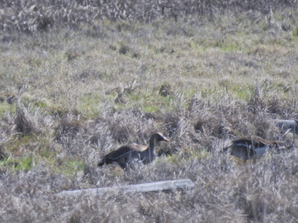 Greater White-fronted Goose - Laura Burke