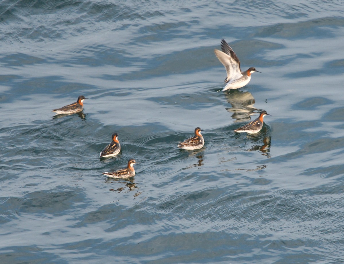 Phalarope à bec étroit - ML342453331