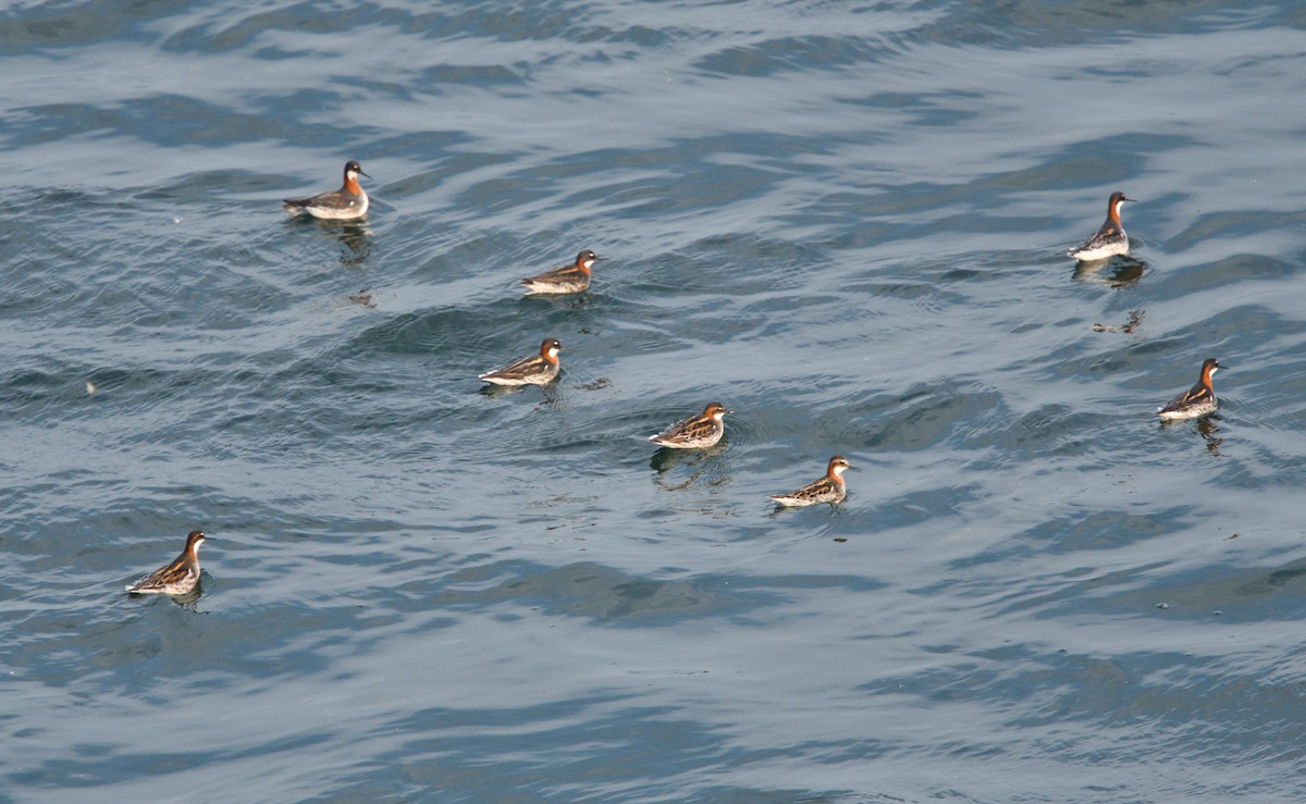 Phalarope à bec étroit - ML342453341