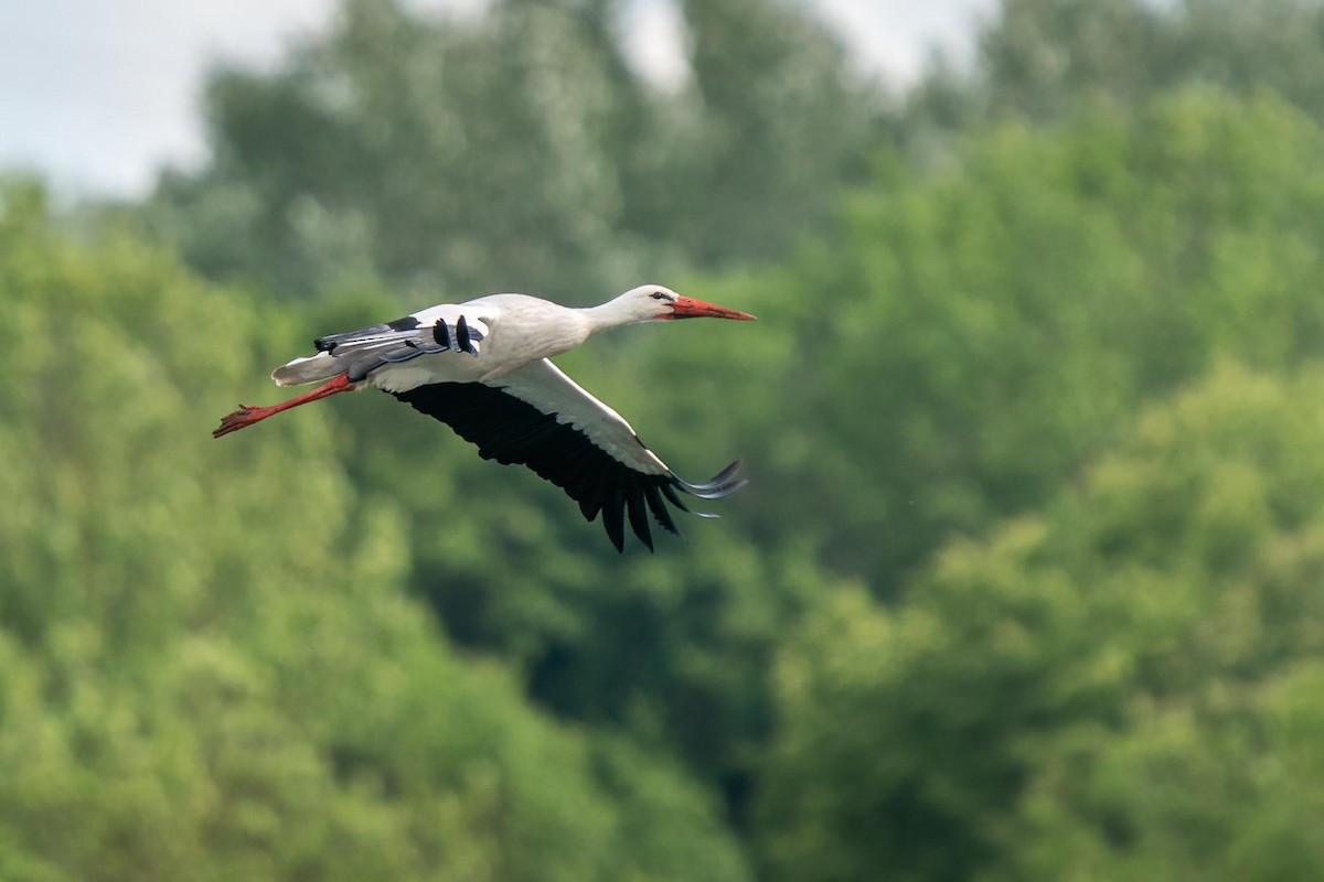 Cigogne blanche - ML342453411