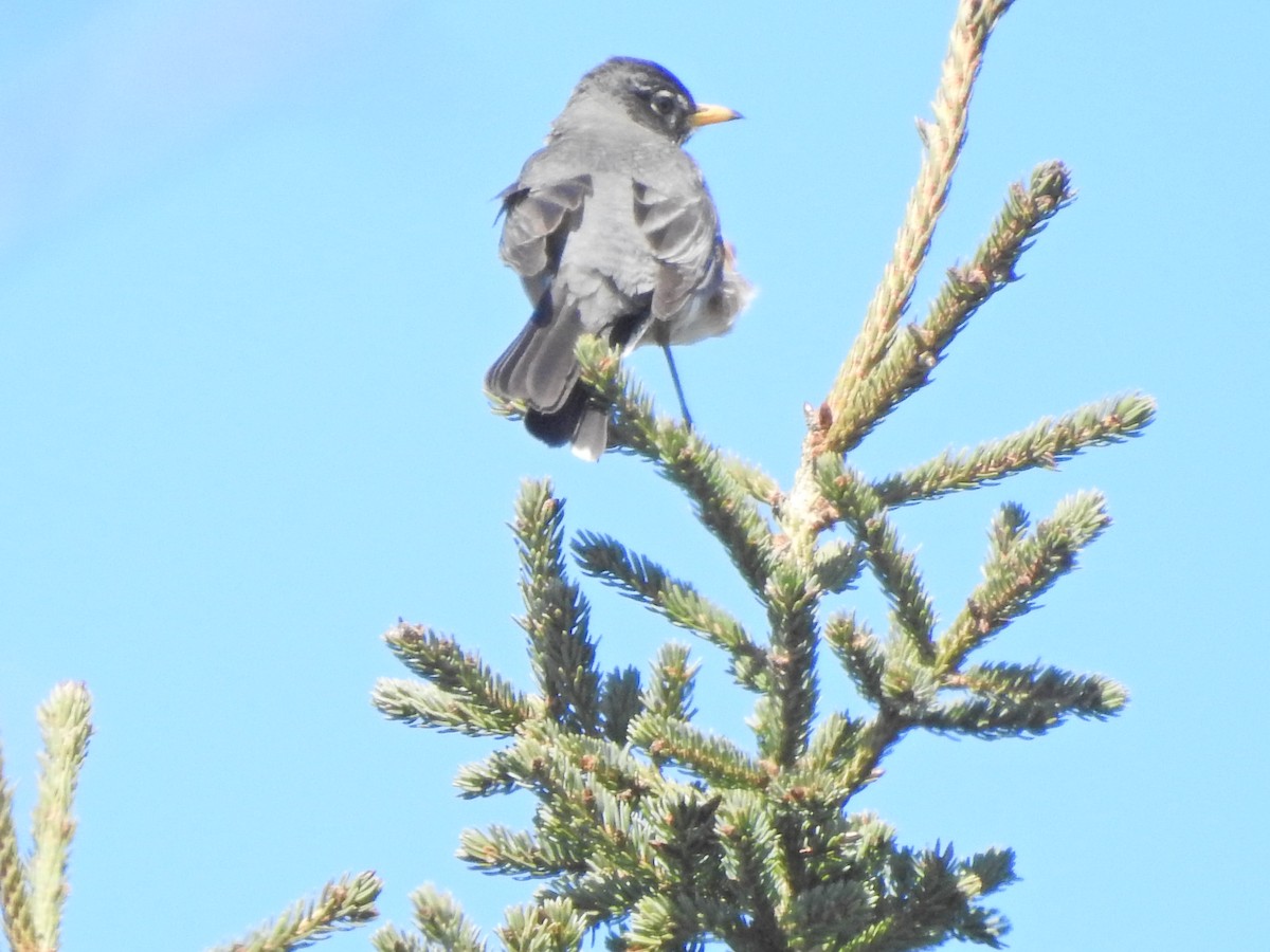 American Robin - ML342454981