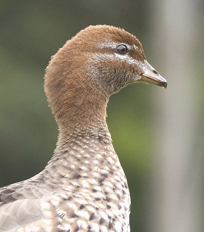 Canard à crinière - ML342455061