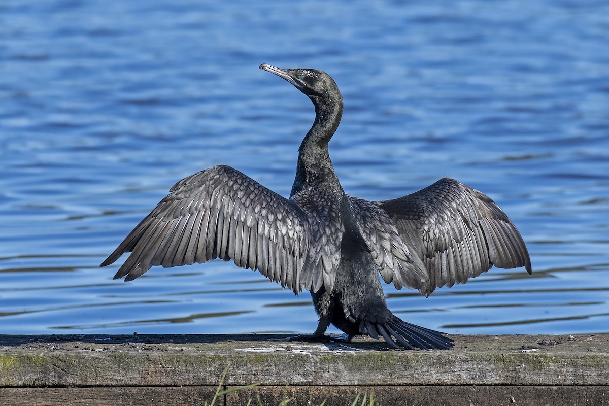 Little Black Cormorant - ML342455421