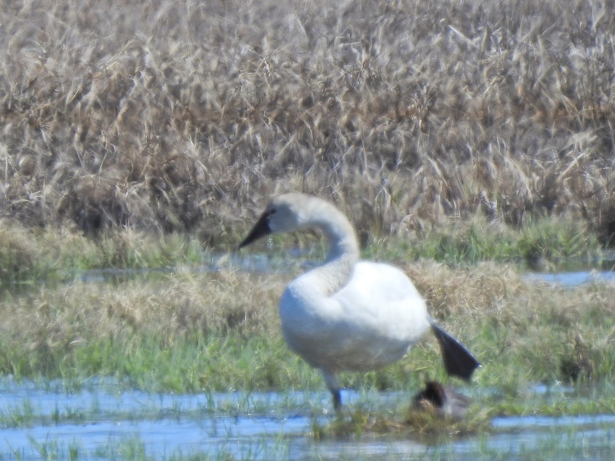 Tundra Swan - Laura Burke