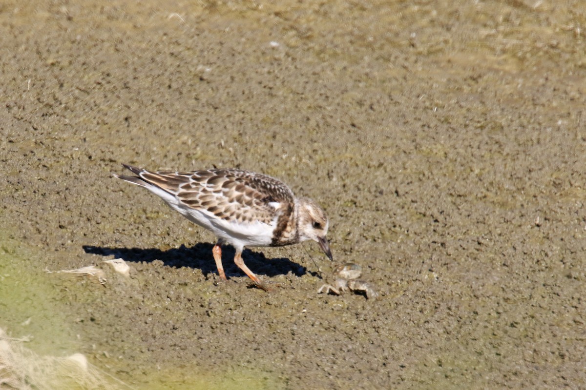 Ruddy Turnstone - ML34245631