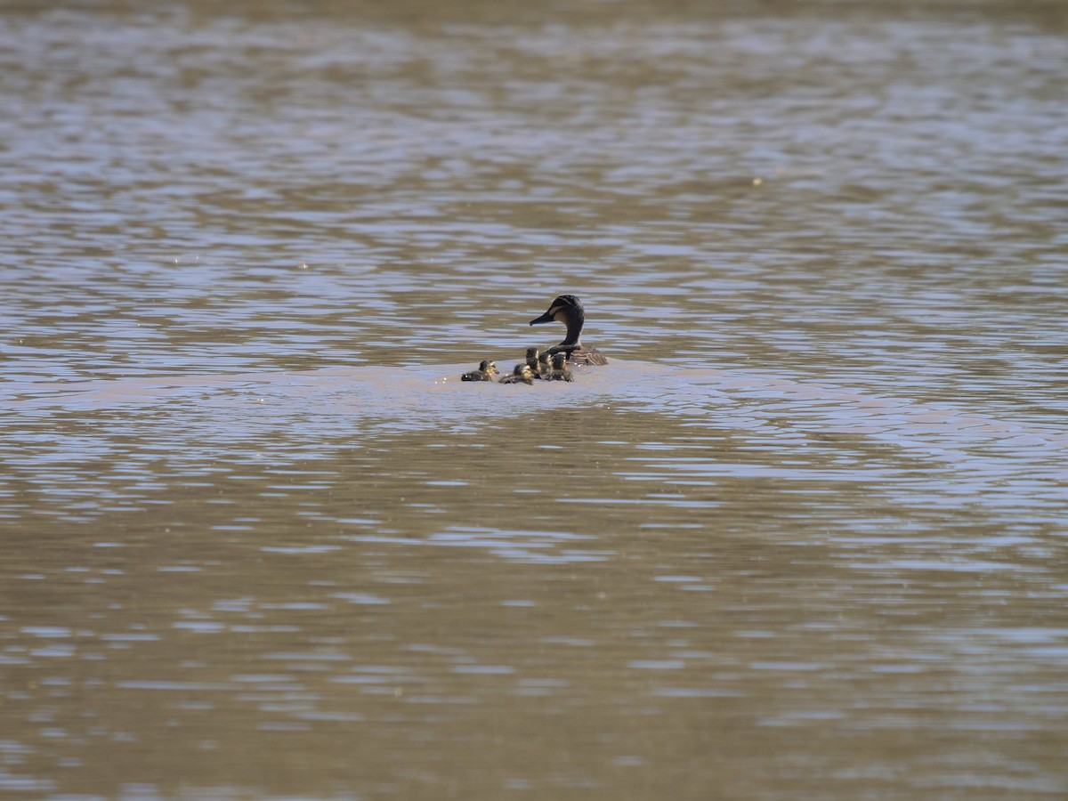 Pacific Black Duck - Frank Coman