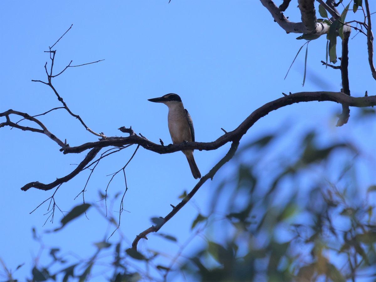 Sacred Kingfisher - ML342457191