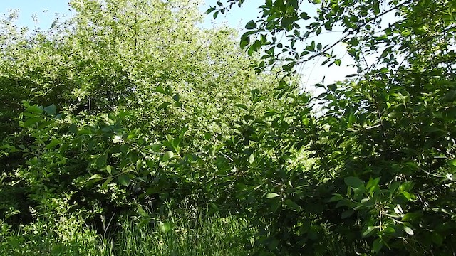 Бутны охил бялзуухай - ML342457381