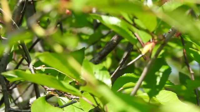 Blyth's Reed Warbler - ML342457391