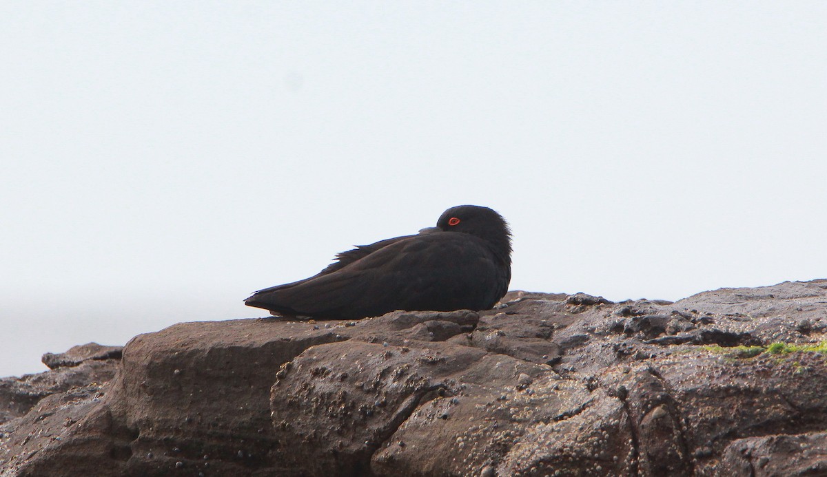 Sooty Oystercatcher - ML342457431